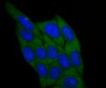 BHMT Antibody in Immunocytochemistry (ICC/IF)