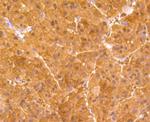 BHMT Antibody in Immunohistochemistry (Paraffin) (IHC (P))