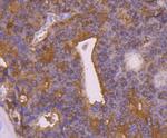 PRDX2 Antibody in Immunohistochemistry (Paraffin) (IHC (P))