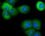 PRDX6 Antibody in Immunocytochemistry (ICC/IF)