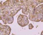 PRDX6 Antibody in Immunohistochemistry (Paraffin) (IHC (P))