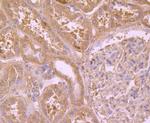 PRDX6 Antibody in Immunohistochemistry (Paraffin) (IHC (P))