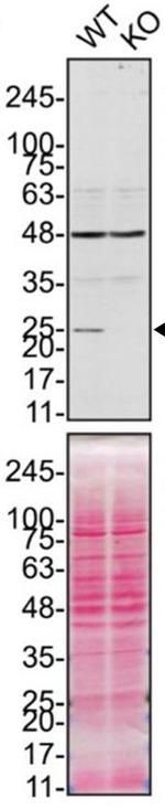 PRDX6 Antibody in Western Blot (WB)