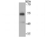 UGP2 Antibody in Western Blot (WB)