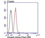 ZSCAN4 Antibody in Flow Cytometry (Flow)