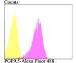 PGP9.5 Antibody in Flow Cytometry (Flow)