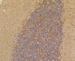 PGP9.5 Antibody in Immunohistochemistry (Paraffin) (IHC (P))