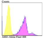 ASS1 Antibody in Flow Cytometry (Flow)