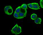 ASS1 Antibody in Immunocytochemistry (ICC/IF)