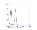 GPX1 Antibody in Flow Cytometry (Flow)