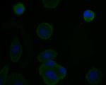 TNFRSF11B Antibody in Immunocytochemistry (ICC/IF)