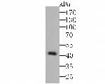 TNFRSF11B Antibody in Western Blot (WB)