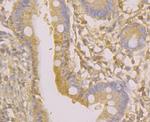 TNFRSF11B Antibody in Immunohistochemistry (Paraffin) (IHC (P))