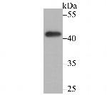 TNFRSF11B Antibody in Western Blot (WB)