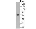 ALDH1A1 Antibody in Western Blot (WB)