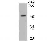 HLA-ABC Antibody in Western Blot (WB)