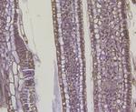 Auxin response factor Antibody in Immunohistochemistry (Paraffin) (IHC (P))