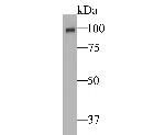 Auxin response factor Antibody in Western Blot (WB)