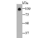 Auxin response factor Antibody in Western Blot (WB)