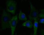 C7 Antibody in Immunocytochemistry (ICC/IF)