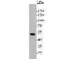 Cytokeratin 17 Antibody in Western Blot (WB)