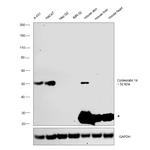 Cytokeratin 14 Antibody in Western Blot (WB)