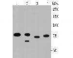 MTA2 Antibody in Western Blot (WB)