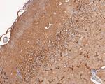 Dynamin 1 Antibody in Immunohistochemistry (Paraffin) (IHC (P))