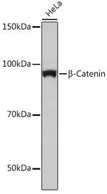 beta Catenin Antibody in Western Blot (WB)