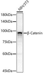 beta Catenin Antibody in Western Blot (WB)