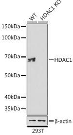 HDAC1 Antibody in Western Blot (WB)