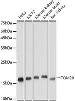 TOM20 Antibody in Western Blot (WB)