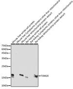 TOM20 Antibody in Western Blot (WB)