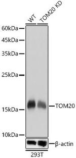 TOM20 Antibody in Western Blot (WB)