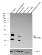 MBP Antibody in Western Blot (WB)