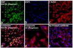 MBP Antibody in Immunocytochemistry (ICC/IF)