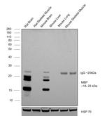 MBP Antibody in Western Blot (WB)