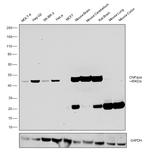 CNPase Antibody in Western Blot (WB)