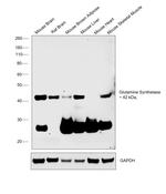 Glutamine Synthetase Antibody in Western Blot (WB)