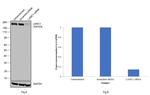 Laminin gamma-1 Antibody