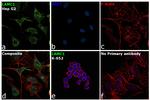 Laminin gamma-1 Antibody