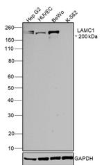 Laminin gamma-1 Antibody