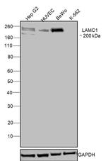 Laminin gamma-1 Antibody