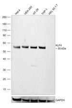 KLF4 Antibody in Western Blot (WB)