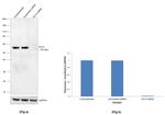 KLF4 Antibody in Western Blot (WB)