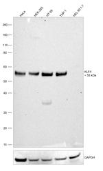 KLF4 Antibody in Western Blot (WB)