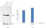 CDK2 Antibody