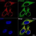 HSP60 Antibody in Immunocytochemistry (ICC/IF)