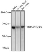 HSP60 Antibody in Western Blot (WB)