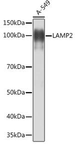 LAMP2 Antibody in Western Blot (WB)